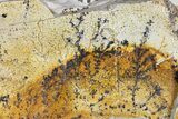 Dendrites On Limestone - Utah #169429-2